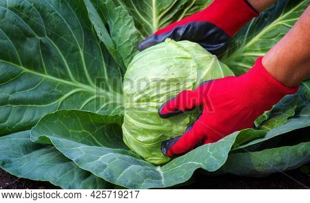 A Gardener In Red Gloves Harvests Cabbage. Women S Hands Pull The Cabbage Head Out Of The Ground. Fa