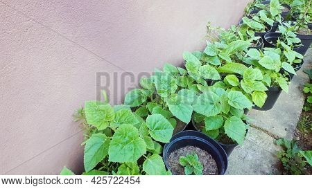 Young Green Paulownia Tree. Seedling Of Paulownia Tomentosa In Pot. Plant Nursery Of Paulownia Trees