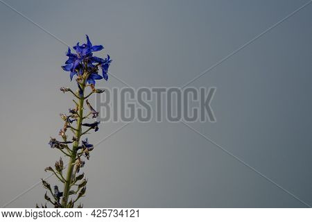 Subalpine Larkspur Blossom Against Gray Sky As Copy Space