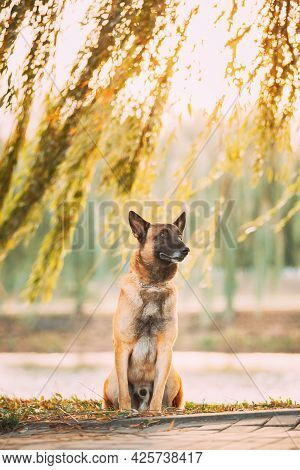 Malinois Dog Sitting Under Tree Branches. Belgian Sheepdog Are Active, Intelligent, Friendly, Protec
