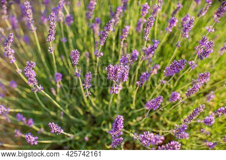 Avender Bushes On The Field At Sunrise. Wonderful Background. Purple Flowers.