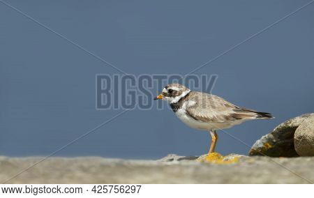 Ringed Plover (charadrius Hiaticula) On A Coastal Area Of Noss Island, Scotland.
