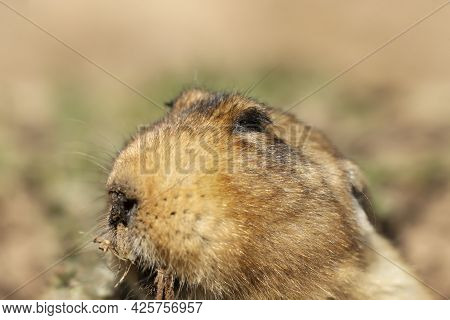 Portrait Of A Big-headed African Mole-rat, Bale Mountains, Ethiopia.