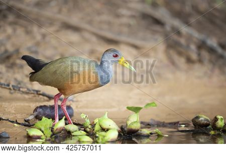 Close Up Of A Little Wood Rail Looking For Food On A River Bank, Brazil.