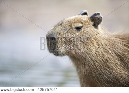 Portrait Of A Young Capybara Against Clear Background, South Pantanal, Brazil.