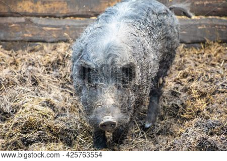 Farm Animals In A Private Contact Zoo Husky Land In Kemerovo, Russia