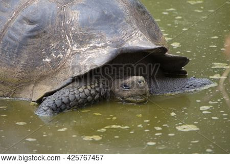 Closeup Head On Portrait  Of Galapagos Tortoise (chelonoidis ) Swimming In Pond Galapagos Islands, E