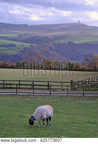 Horned Sheep Grazing In A Field With The Calder Valley And Stoodley Pike Moor In The Background