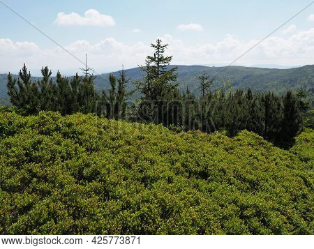 Green Silesian Beskids Mountains Range Near European Salmopol Pass In Poland, Clear Blue Sky In 2021