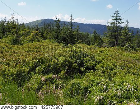 Scenery Of Silesian Beskids Mountains Range Near European Salmopol Pass In Poland, Clear Blue Sky In