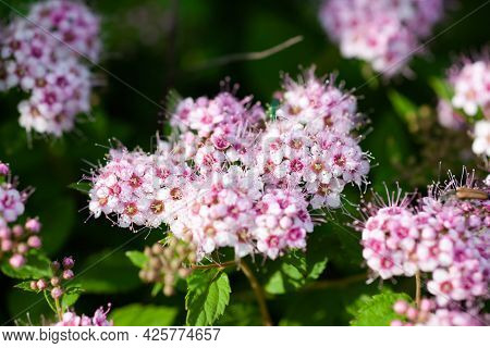 Japonica Genpei Close-up, Use As Background Or Texture