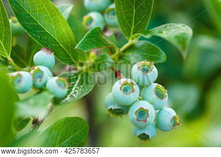 Unripe Green Blueberry On Bush In Th Garden, Close-up