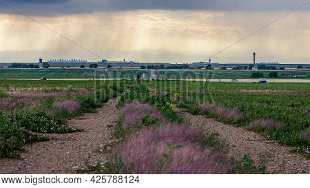 Agricultural Landscape With A Dirt Road And Herbal Flowers In The Prairie Of Eastern Colorado. The S