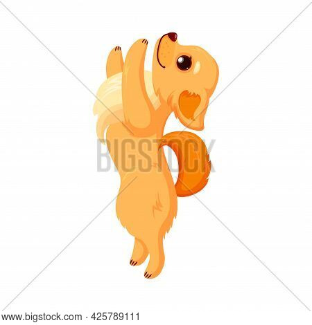 Chihuahua Pet Doing Tricks. Purebreed Dog Companion Isolated In White Background. Vector Illustratio