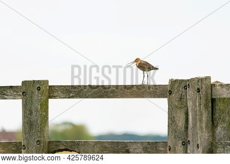 There Is A Black-tailed Godwit In The Meadow On A Fence Post