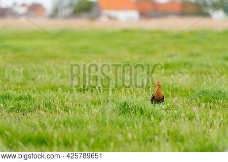 There Is A Black-tailed Godwit In The Meadow