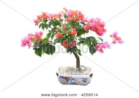 보라색 부겐빌레아 Bonsai 나무를 피
