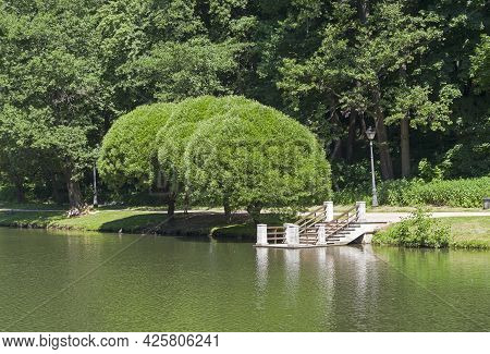 Moscow, Russia - June 20, 2021: Rakitas With Spherical Crowns On The Shore Of A Pond. Tsaritsinsky P