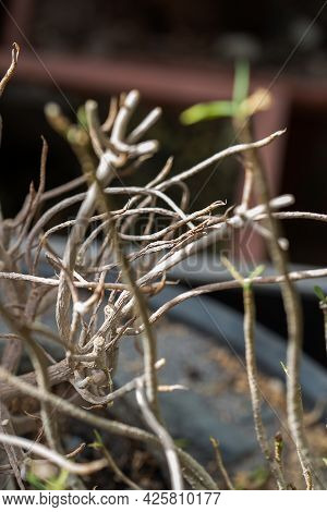 Dead And Dried Tree Twings In A Flower Pot