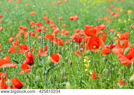 Blurred Image Of A Field With Blooming Poppies On A Sunny Day. Floral Background In Green-red Tons.