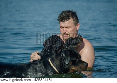 Man With Two Puppies In An Adult Female Dog Swimming In The Sea. Adult Male, Three-month-old Rottwei