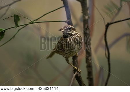 A Bird Thrush Sitting On A Branch, Throstle, Philomelos