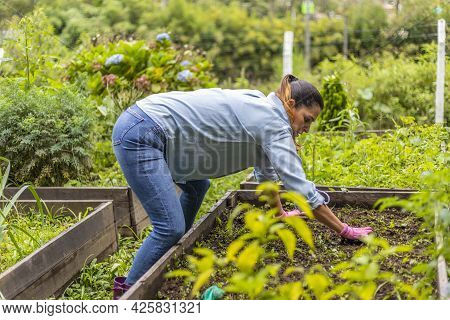 Woman Transplanting Vegetable Seedlings In Her Vegetable Garden Made From Recycled Pallets.