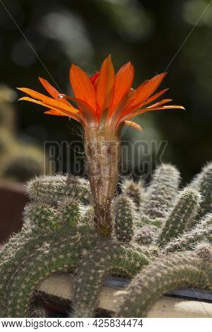 Red Flower Of Peanuts Cactus, Echinopsis Chamaecereus Flower