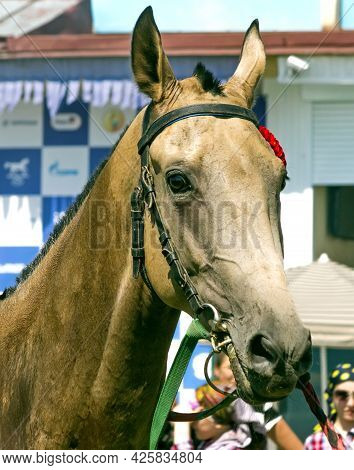 Pyatigorsk, Russia - September 3,2017: Portrait Of Winner Horse Race,akhal-teke Horse On Hippodrome 