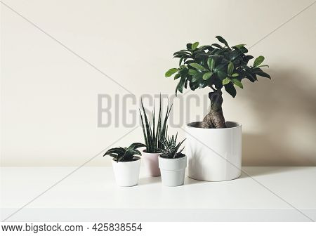 Home Plants - Sansevieria Fernwood, Sansevieria Francisii, Haworthia And Ficus Ginseng Microcarpa In