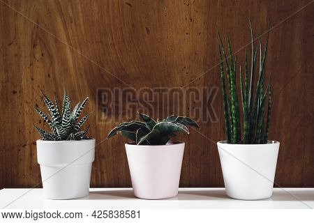 Indoors Plants - Sansevieria Fernwood, Sansevieria Francisii And Haworthia In Pots Against Wooden Ba