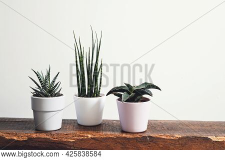 Home Plants - Sansevieria Fernwood, Sansevieria Francisii And Haworthia In Pots On A Wooden Shelf On