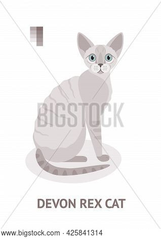 Devon Rex Cat - Vector Illustration In Flat Style