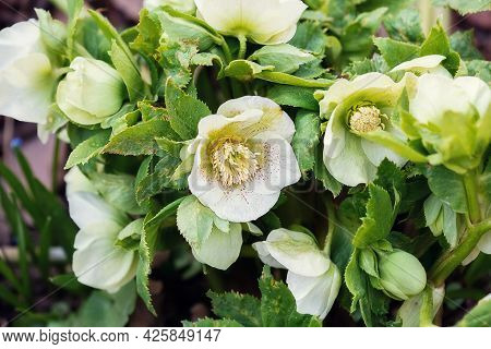 Spring Flowers Of Hellebore In The Flowerbed. Selective Focus