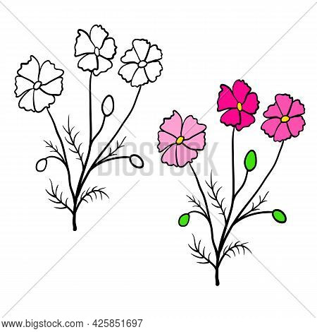 Single Cosmos Flower Branch Isolated On White Background. Black Outline Hand Drawn Sketch And Colore