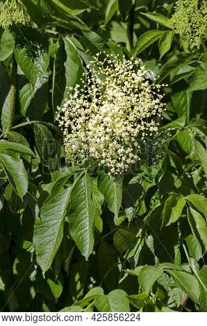 Sambucus  Or Elder In The Springtime Field, Sofia, Bulgaria