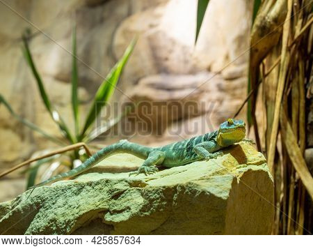 The Baja Blue Rock Lizard Is A Species Of Large, Diurnal Phrynosomatidae Lizard. It Has A Flattened 
