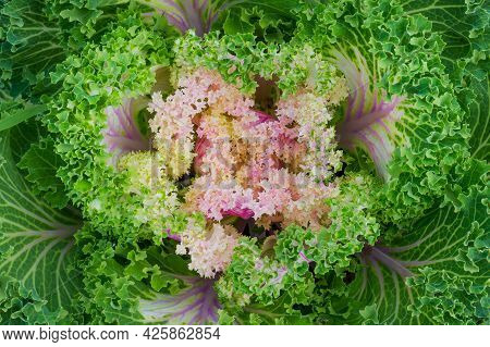 Close-up Of Lilac Decorative Cabbage Or Brassica Oleracea Acephala With Fringed Leaf Edge. Summer Na