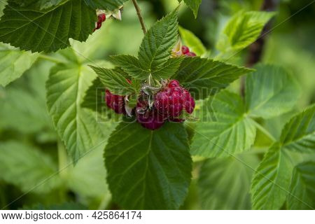 Ripe Raspberry On A Bush, Gardening, Subsistence Farming, Farming, Ripe Fruits And Berries