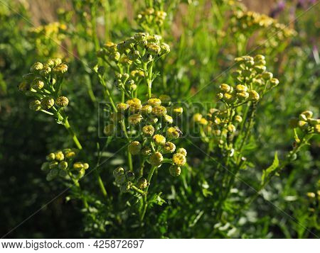 Tansy, Tanacetum, a genus of perennial herbaceous plants and shrubs of the Asteraceae family. Severa