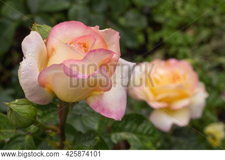 Close-up Of A Blooming Peach Rose. Gloria Dey Rose Variety