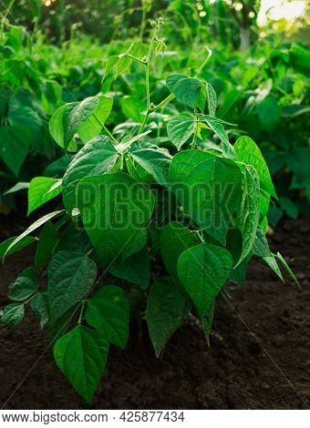 Young Plant Bushes Phosol, Grow In The Garden, Close-up Photo With Torn Ass
