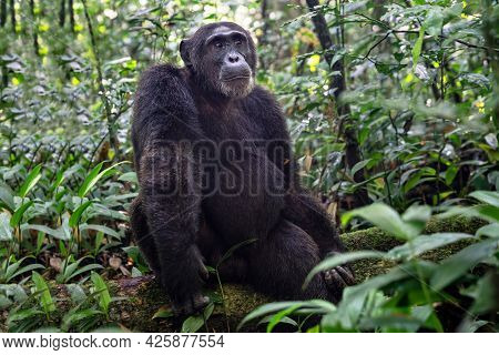 Close Up Image Of Chimpanzee Within The Forest Of The Kibale National Park, Uganda, Africa