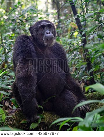 Close Up Image Of Chimpanzee Within The Forest Of The Kibale National Park, Uganda, Africa