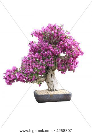 Bonsai do Bougainvillea púrpura