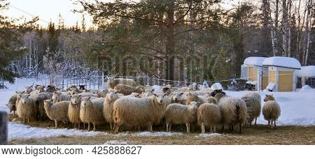 Herd Of Sheep Skudde Eat The Hay Meadow Covered With Snow. Winter On The Farm.