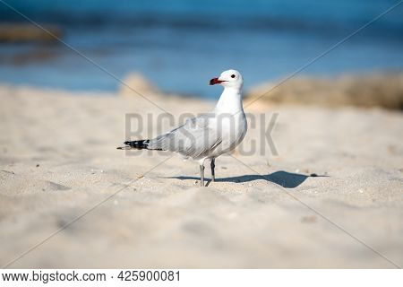 Seagull On Llevant Beach On The Island Of Formentera.