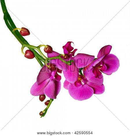 Orquídeas phalaenopsis beautifiul flores aisladas en blanco