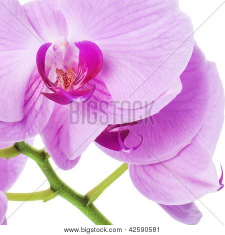 Orquídeas phalaenopsis beautifiul flores aisladas en blanco