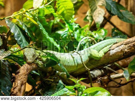 The Emerald Tree Monitor Or Green Monitor Lizard Is A Small To Medium Sized Tree Lizard. It Is Known
